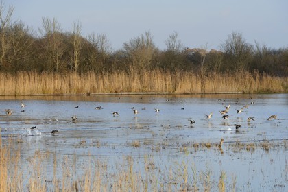 France, Indre (36), le Berry, parc naturel régional de la Brenne, étang de La Touche, canards