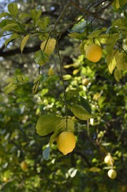 France, Alpes-Maritimes (06), Menton, le domaine de la Citronneraie créé par François Mazet, le Citron de Menton n’est pas ciré et ne subit aucun traitement chimique après la récolte