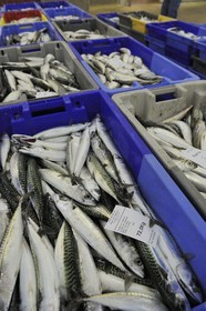 France, Loire-Atlantique (44),  port de La Turballe, la criée