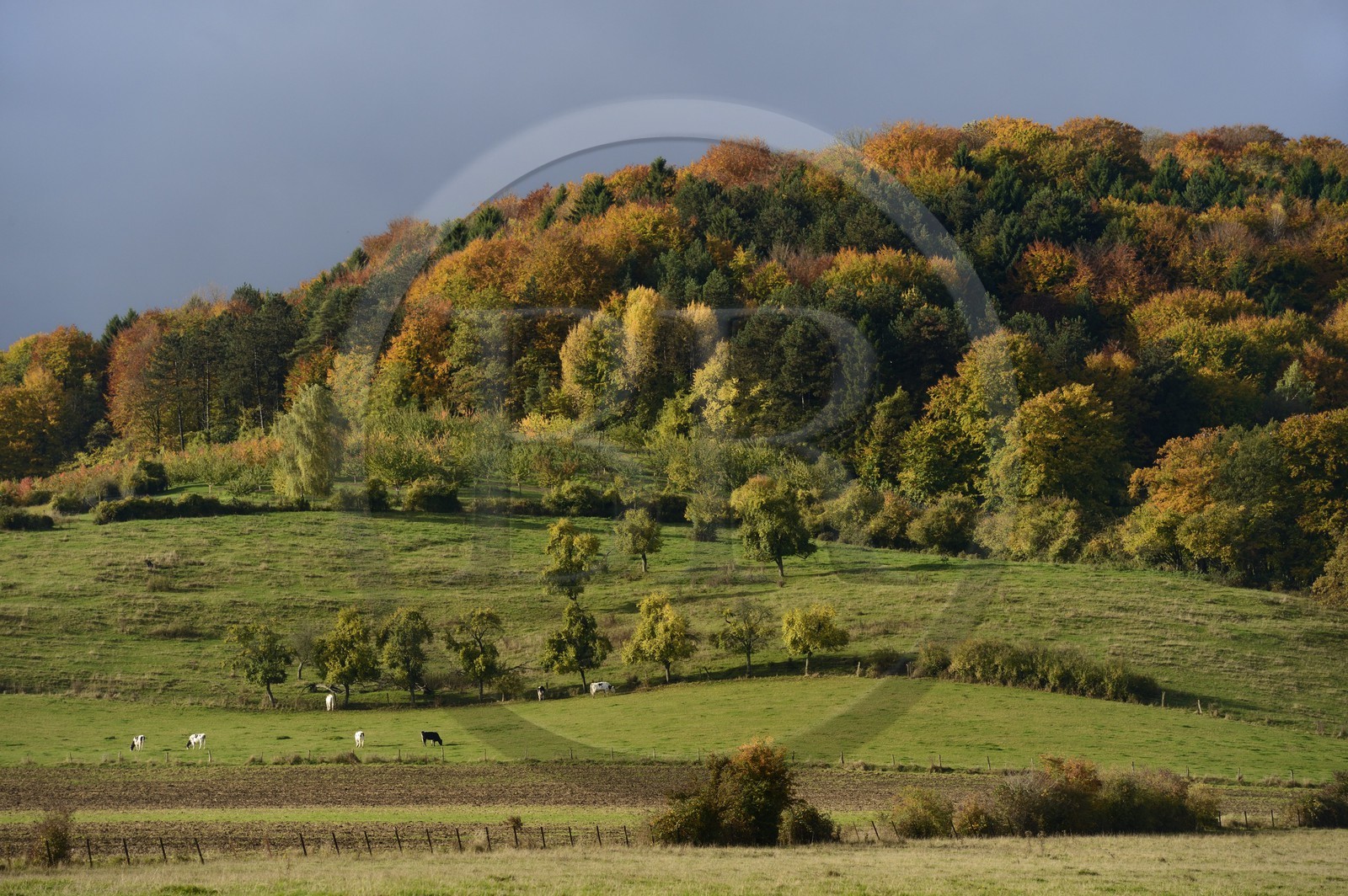 France, Meuse (55), Parc régional de Lorraine, Cotes de Meusevers Bonzée, troupeau de vaches