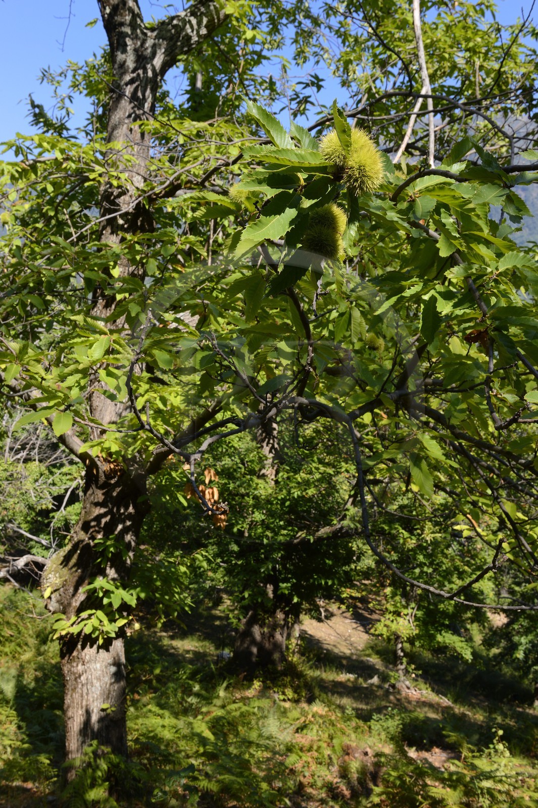 France, Haute-Corse (2B), Castagniccia, Valle d’Orezza, chataignes
