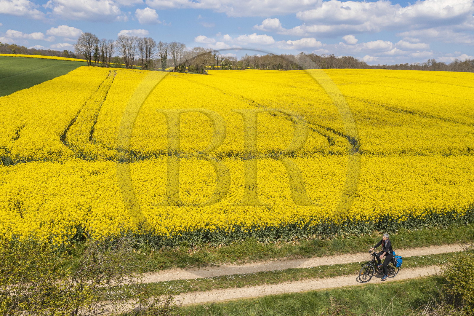 France, Charente (16), cycliste sur la Coulée d’Oc (portion de la véloroute La Flow Vélo) bordant un champ de colza en fleurs entre le village de Feuillade et Marthon (vue aérienne)