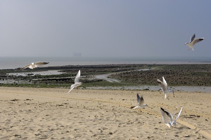 France, Charente-Maritime (17), Ile d'Aix, la Grande Plage à l'ouest