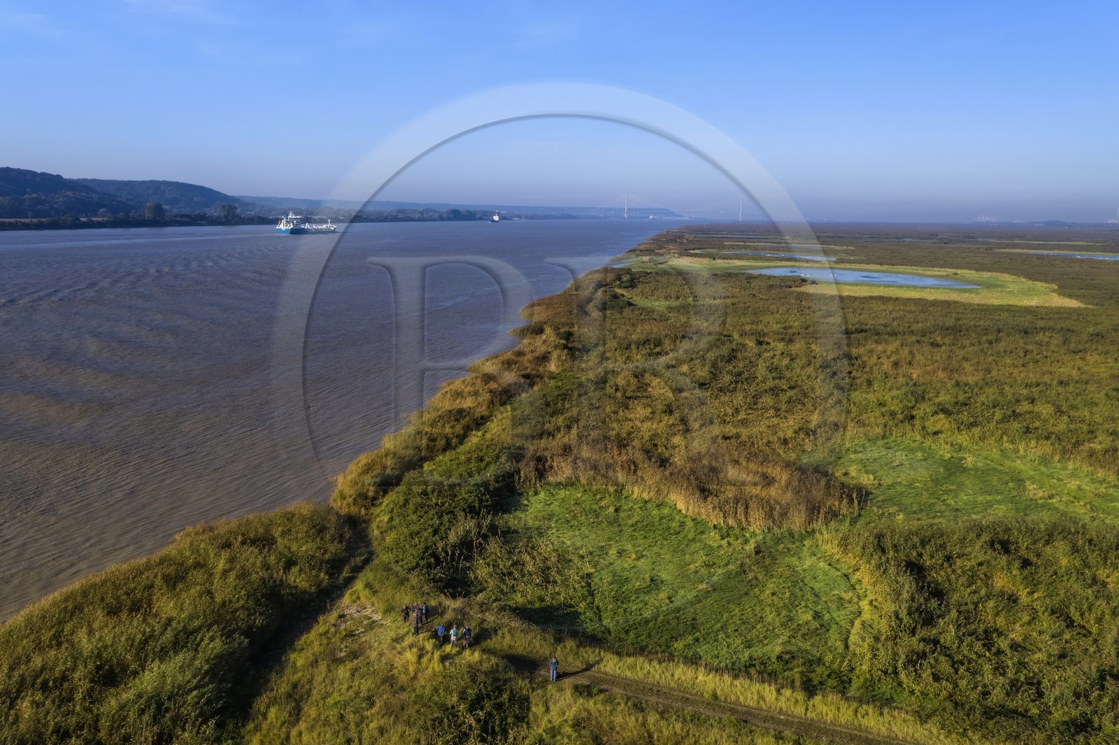 France, Seine-Maritime (76), Réserve Naturelle de l'estuaire de la Seine, cargo descendant la Seine depuis Rouen, la roselière en premier plan et le pont de Normandie en arrière plan (vue aérienne)