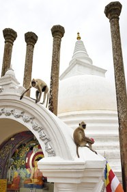 Sri Lanka, province du Centre-Nord, site d'Anuradhapura classé Patrimoine Mondial de l'UNESCO, capitale du Sri Lanka au IIIe siècle avant JC, le lieu sacré de vénération bouddhiste Dagoba de Thuparama