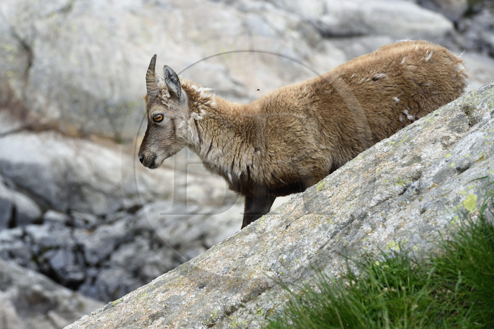 France, Alpes-Maritimes (06), parc national du Mercantour, vallée de la Valmasque, étagne, bouquetin (Capra ibex) femelle des Alpes