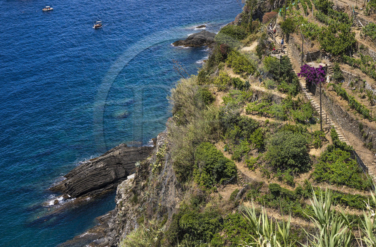 Italie, Ligurie, Cinque Terre, parc national des Cinque Terre classé Patrimoine Mondial de l'UNESCO, village de Vernazza, randonneurs sur le sentier du littoral GR 592 passant dans le vignoble en terrasse entre Monterosso et Vernazza