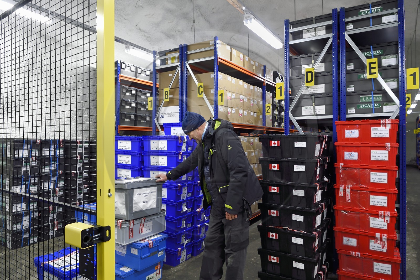 Norvège, Svalbard, Spitzberg, Longyearbyen, la Réserve mondiale de semences du Svalbard (banque de graines du Global Seed Vault), salle de stockage des semences artificiellement maintenue à -18°C, près de 900000 échantillons ont été déposés, provenant de 200 pays d'origine et de 73 instituts déposants