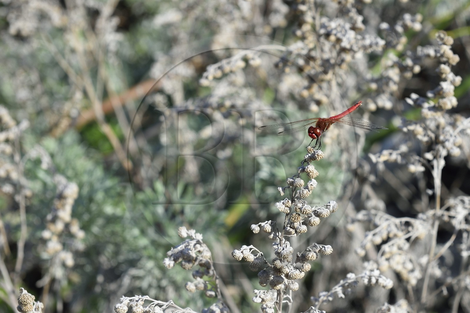 France, Corse-du-Sud (2A), Bonifacio, libellule appelée Sympétrum rouge sang (Sympetrum sanguineum), le male est rouge sang