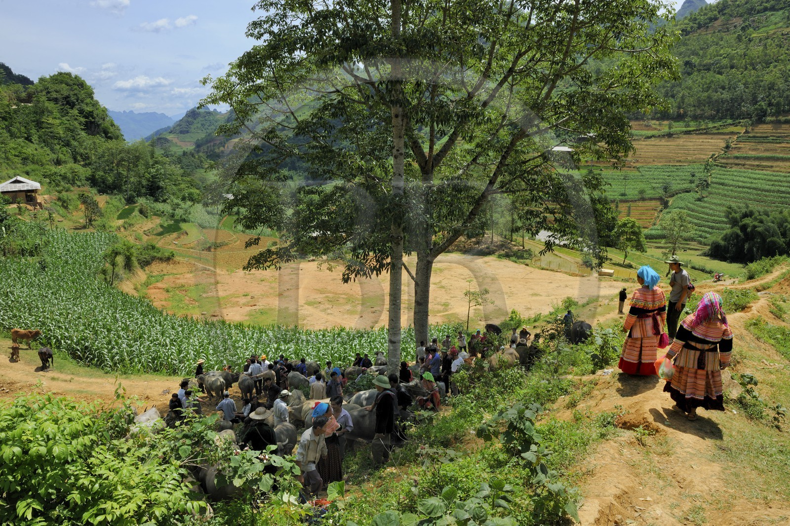 Vietnam, province de Lao Cai, région de Bac Ha, marché de Can Cau, paysans de la minorité Hmong Fleur, le marché aux buffles