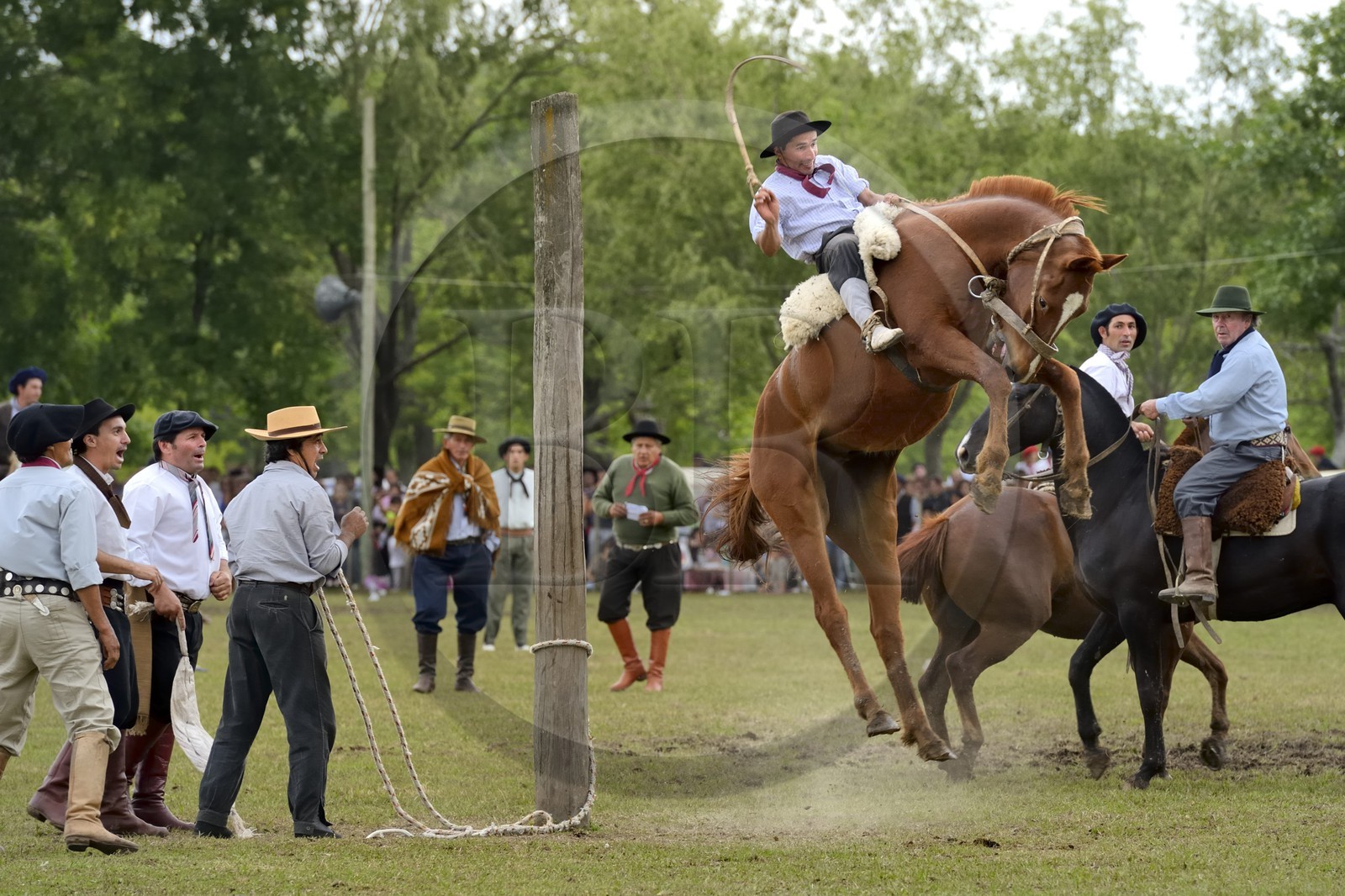 Argentine, province de Buenos Aires, San Antonio de Areco, fête du Jour de la Tradition (Dia de la Tradicion), les gauchos prouvent leur habilité à cheval lors d'un rodéo appelé Jineteada gaucha