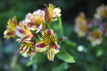 France, Alpes-Maritimes (06), Menton, jardin Serre de la Madone, lys des Incas (Alstroemeria)