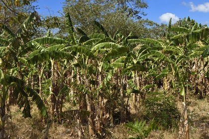 Nicaragua, Ile d'Ometepe sur le lac Nicaragua, plantation de bananes plantain sur les pentes du volcan Maderas