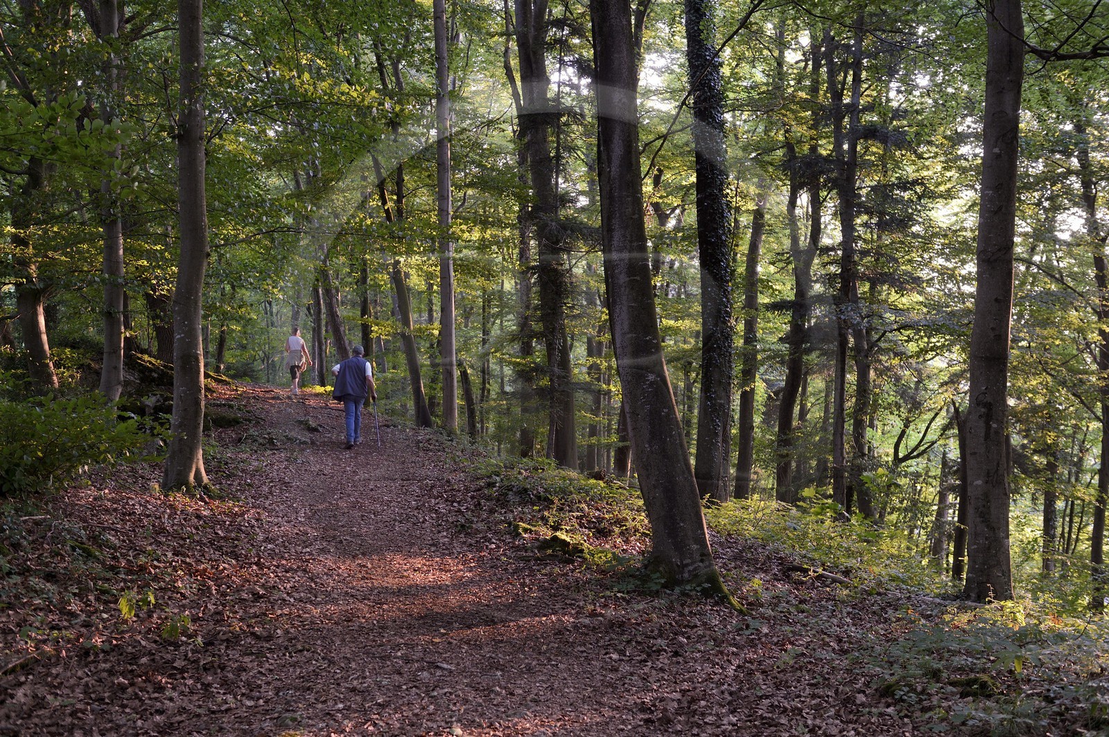 France, Haut-Rhin (68), Sundgau, Oberlarg, chemin menant aux ruines du château du Morimont à travers la forêt