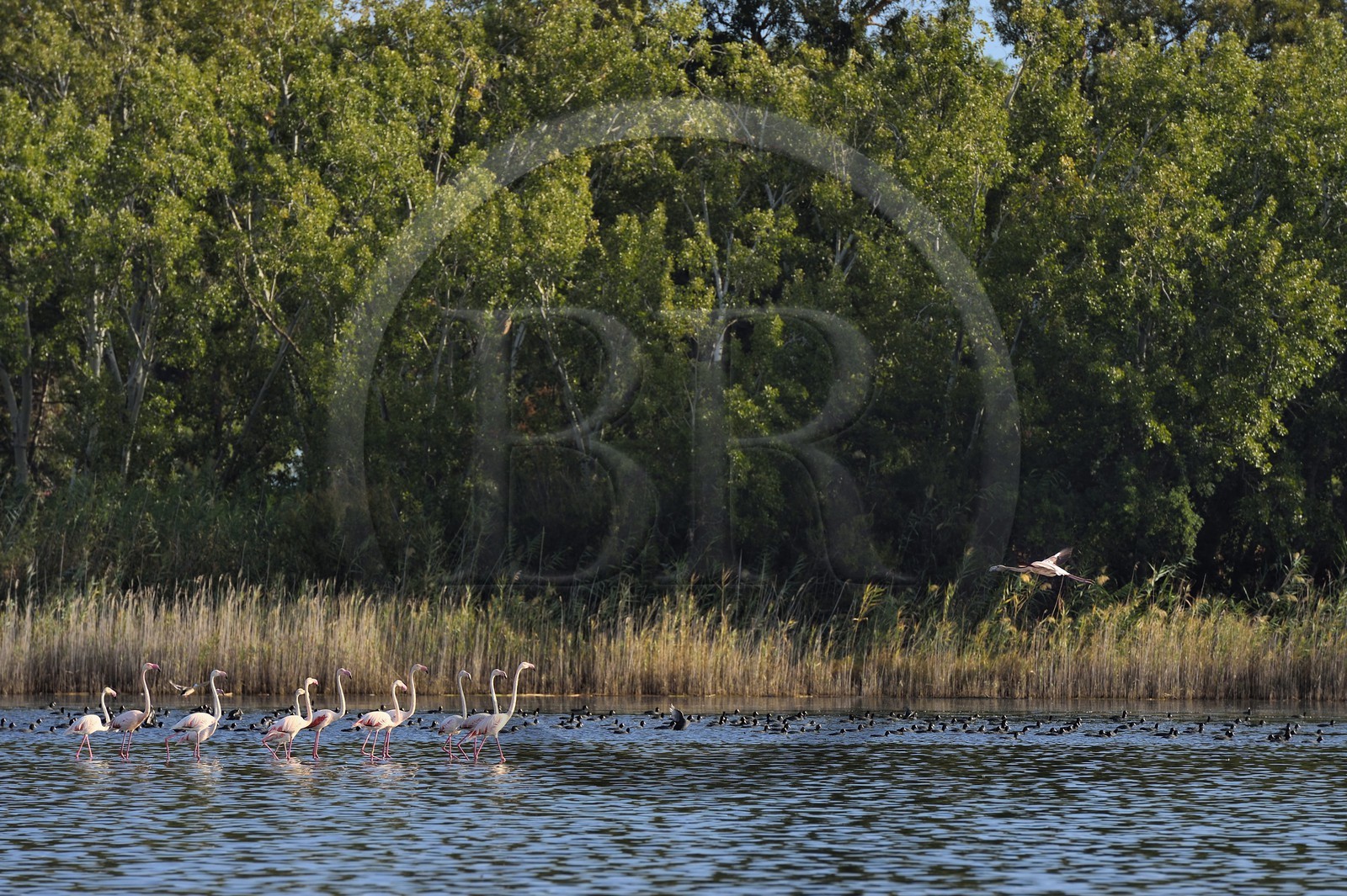 France, Haute-Corse (2B), l'étang de Biguglia (stagnu di Chjurlinu), réserve naturelle de Corse (RNC), Flamants roses (Phoenicopterus roseus) et foulques macroules (Fulica atra)