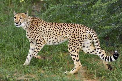Namibie, Otjiwarongo, Cheetah Conservation Fund, centre de recherche et d'éducation, guépard (Acinonyx jubatus)