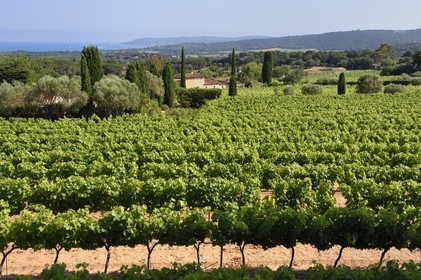 France, Var (83), Saint-Tropez, vignoble autour de la chapelle sainte-Anne