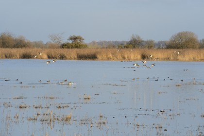 France, Indre (36), le Berry, parc naturel régional de la Brenne, étang de La Touche, canards
