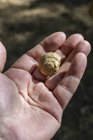 France, Bouches-du-Rhône (13), Aix en Provence, plateau de Bibemus, fossile d'un escargot qui a entre 7 et 10 millions d'années