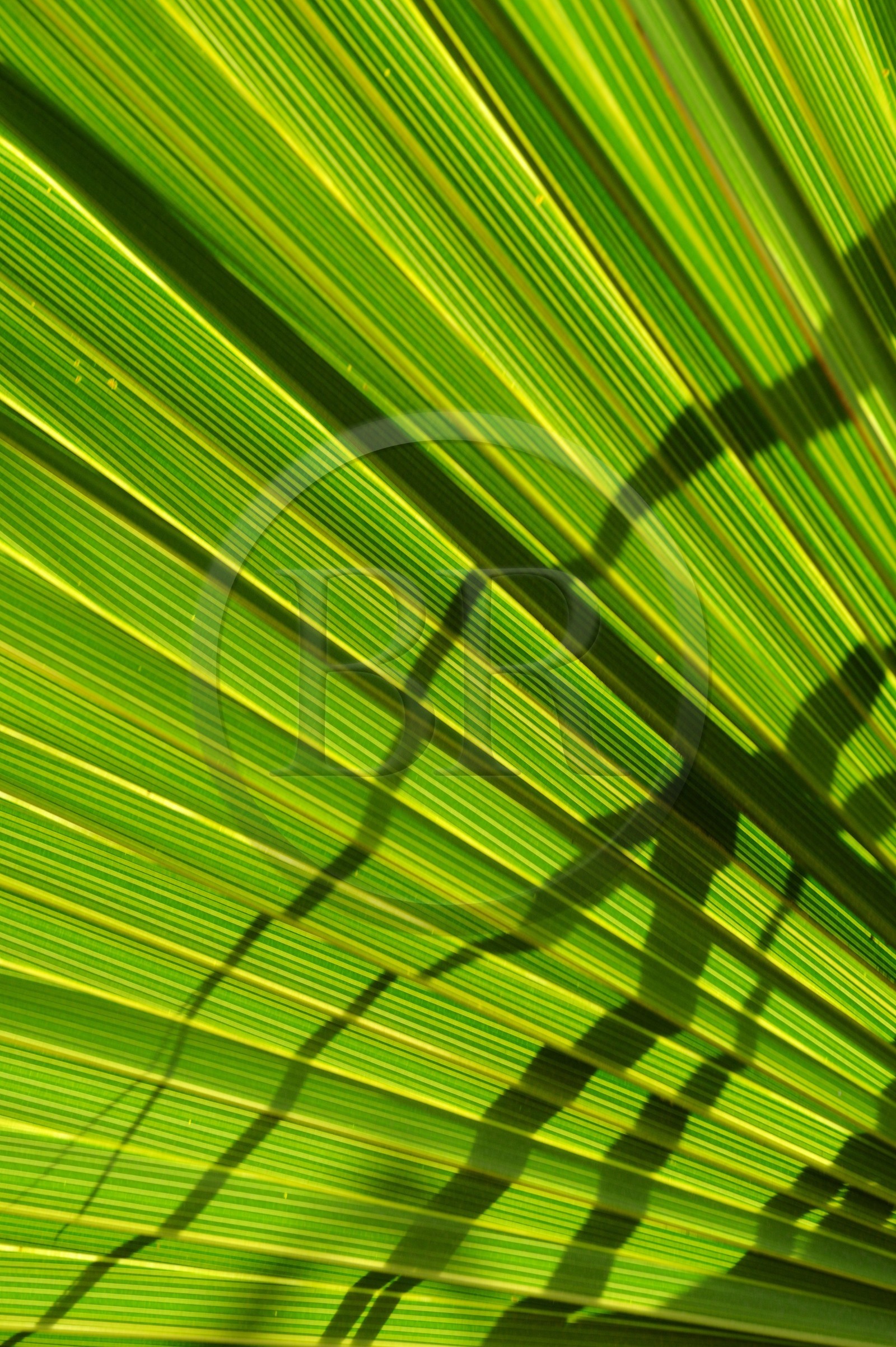 France, Ile de la Reunion, Petite Ile, jardin tropical, palme de palmier