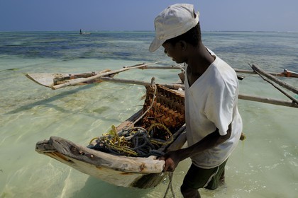 Tanzanie, archipel de Zanzibar, île de Unguja (Zanzibar), côte Sud-Est, Bwejuu, pêcheur tirant un dhow (boutre traditionnel)