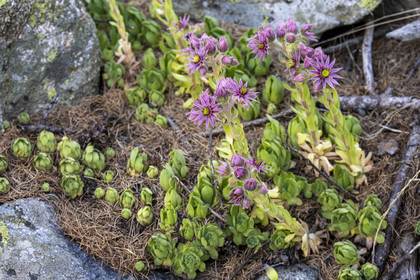 France, Alpes-Maritimes (06), parc national du Mercantour, Haute-Vésubie, Saint-Martin-Vésubie, Val du Haut Boréon, joubarde (Sempervivum tectorum)