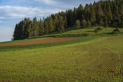 France, Haute-Loire (43), Bouchet-Saint-Nicolas, randonnée avec un âne sur le chemin de Stevenson (GR 70), champ de lentilles vertes du Puy