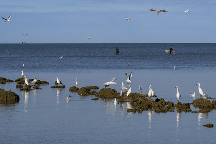 France, Loire-Atlantique (44), Baie de Bourgneuf, Pornic, plage de Crêve-coeur à La Bernerie-en-Retz, pecheurs à pied de crevettes à l'épuisette