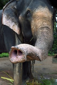 Sri Lanka, province centrale, district de Matale, Sigiriya, trompe d'éléphant