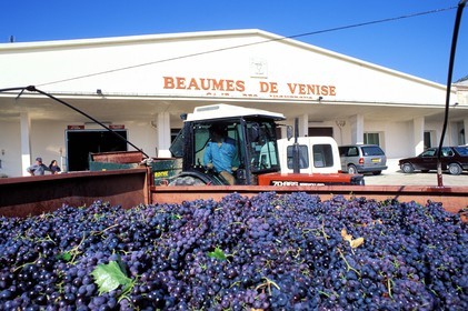 France, Vaucluse (84), Beaumes-de-Venise, la cave des vignerons (Comtat Venaissin)