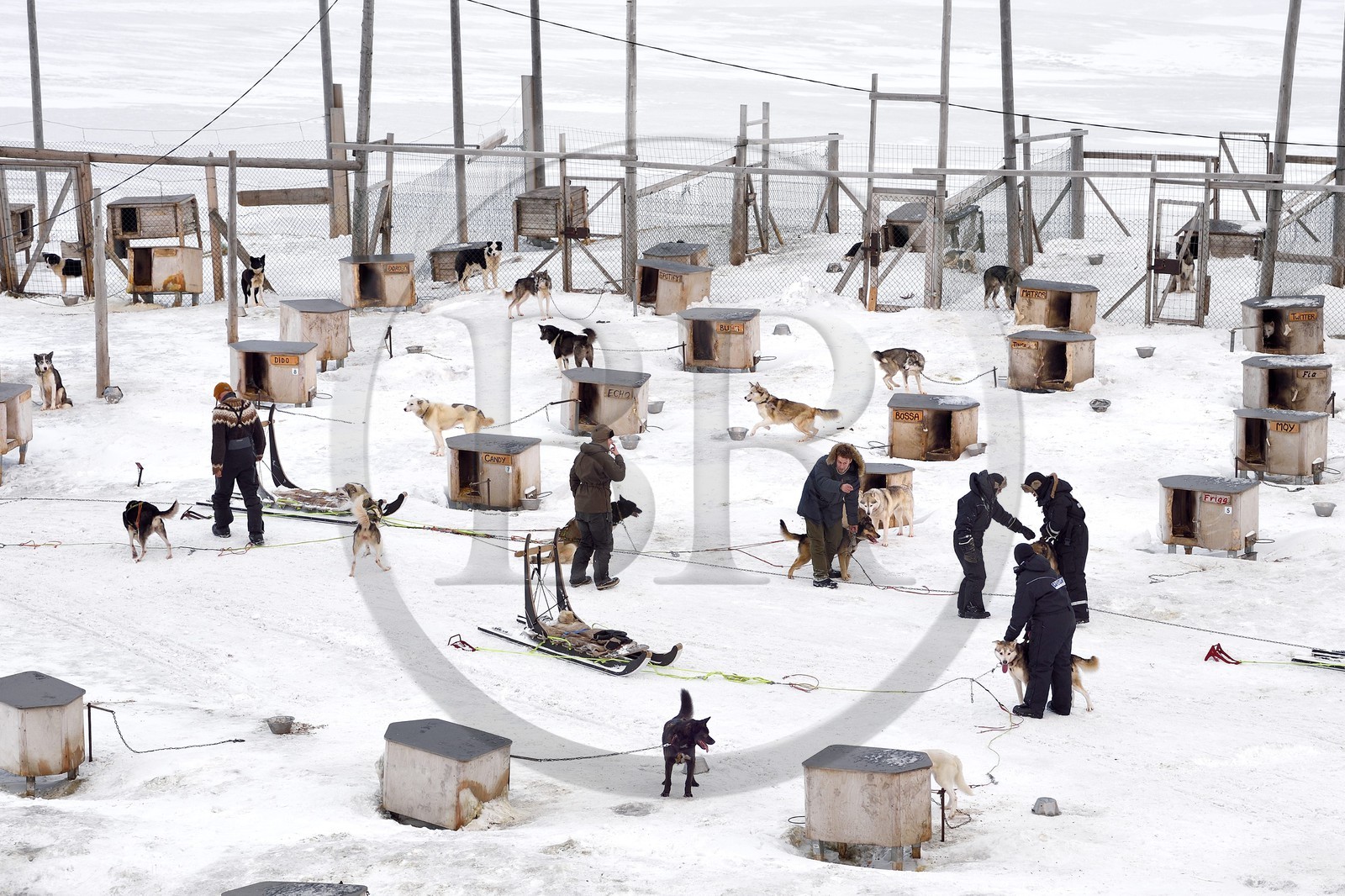 Norvège, Svalbard, Spitzberg, vallée de Adventdalen vers Longyearbyen, élevage de chiens de traineau, les huskies attendent à leur chenil d'être sortis pour tirer des traineaux