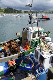 France, Finistère (29), Plougasnou, retour de pêche des chalutiers au port du Diben