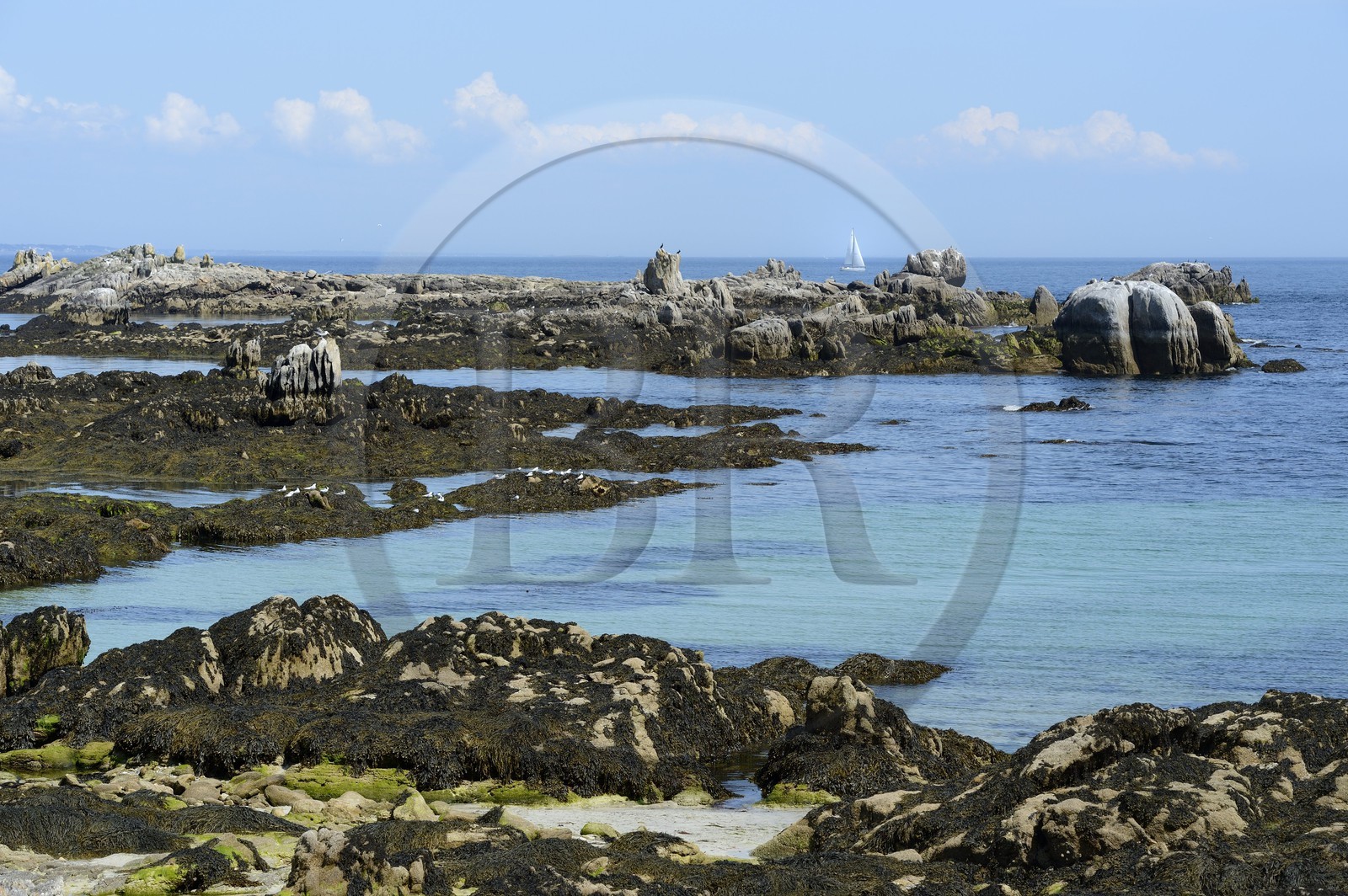 France, Finistère (29), La Foret Fouesnant, archipel des Glénan, Ile aux Moutons