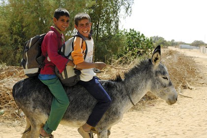 Egypte, désert libyque, oasis de Abu Mungar au nord de Farafra, retour d'école sur un ane