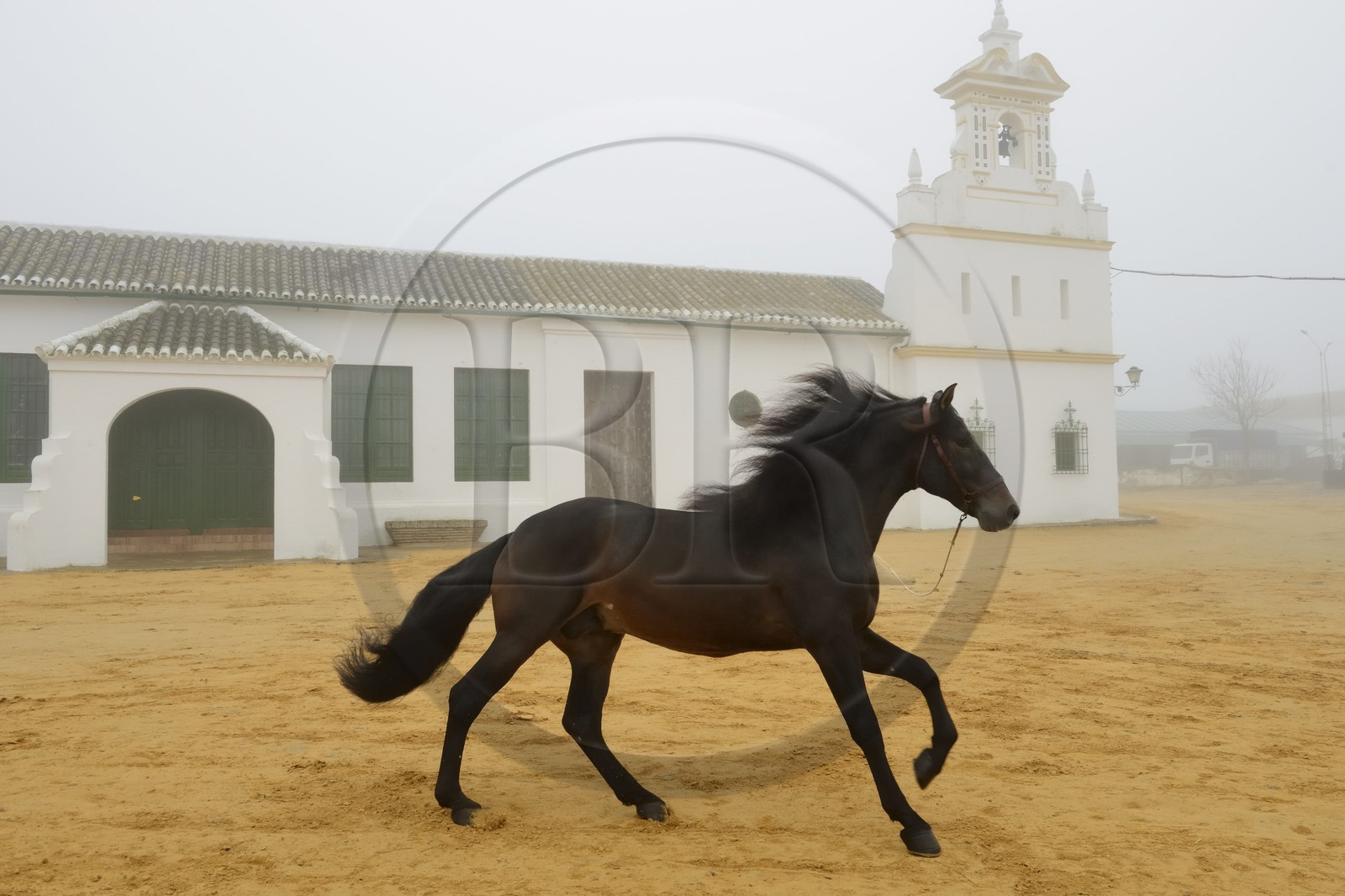 Espagne, Andalousie, province de Séville, Utrera, Finca El Pinganillo, le haras de la propriété, entrainement d'un Pure race espagnole ou PRE (Pura Raza Espanola)