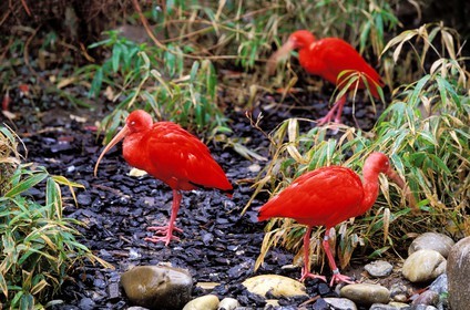 France, Haut-Rhin (68), Mulhouse, ibis rouge au parc zoologique et botanique