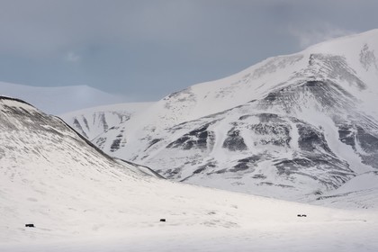 Norvège, Svalbard, Spitzberg, maisons isolées dans la vallée de Adventdalen vers Longyearbyen