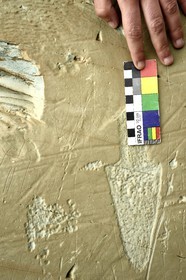 France, Alpes-Maritimes (06), parc national du Mercantour, Vallée des Merveilles parsemée de milliers de gravures rupestres de l'Age de bronze, dalles de schiste jaune des chiappes, gravures linéaire d'un homme avec un poignard à gauche et une pointe de lance à droite, gravure piquetée d'un poignard en bas