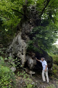 France, Haute-Corse (2B), Castagniccia, village de Carcheto, l'écrivain Jean-Claude Rogliano et le célèbre chataigner qui est le personnage principale de son livre Le berger des morts, Mal'Concilio