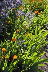 France, Charente (16), Bourg-Charente, bourraches et tulipes en fleurs