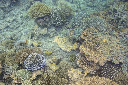 France, Ile de Mayotte, Grande-Terre, récif de corail dans la lagune face à la pointe Saziley  sur la cote Est