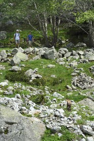 France, Alpes-Maritimes (06), parc national du Mercantour, Haute-Vésubie, randonnée dans le vallon de la Gordolasque, rencontre avec un chamois (Rupicapra rupicapra)
