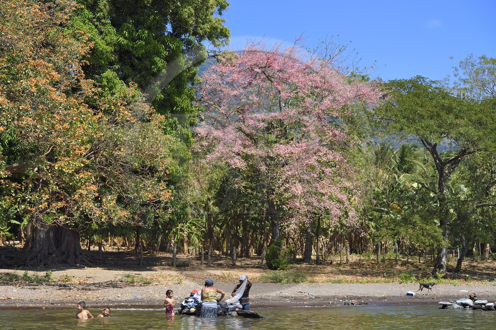 Nicaragua, Ile d'Ometepe sur le lac Nicaragua, village de Merida, femmes faisant leur lessive dans le lac