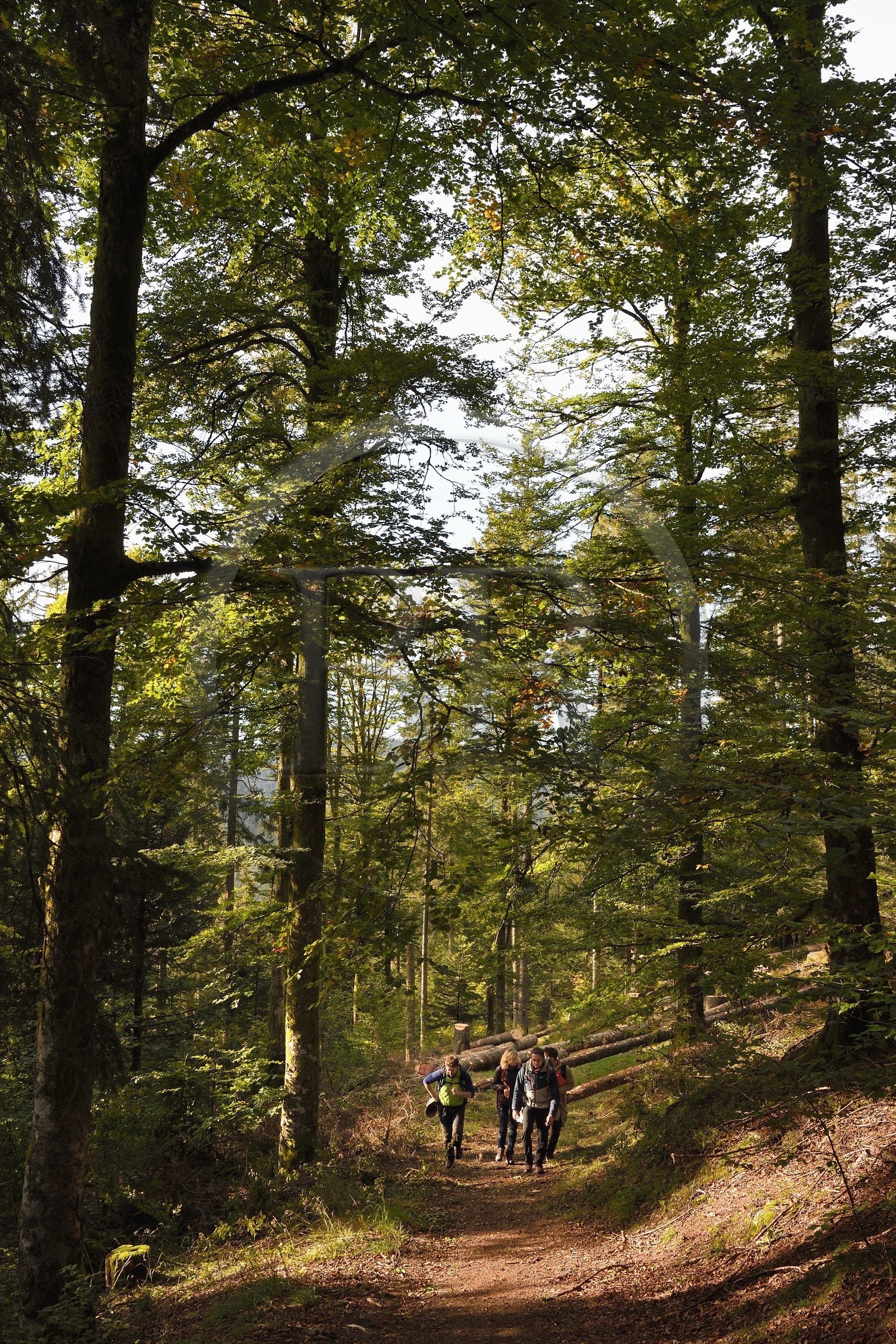 France, Vosges (88), Le Valtin, randonnée dans la vallée du Valtin dans la haute-vallée de la Meurthe sur le circuit des Roches, traversée de la foret de hetres et de sapin blancs