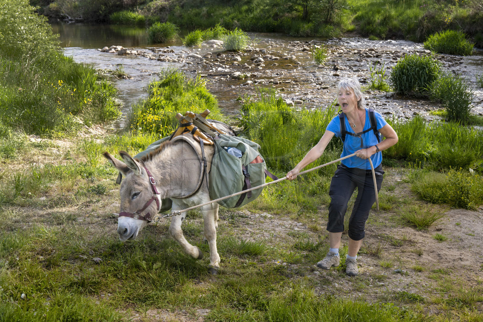 France, Ardèche (07), Laveyrune, randonnée avec un âne sur le chemin de Stevenson (GR 70), l'âne Anatole ne va pas systématiquement dans la direction prévue