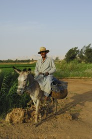Egypte, désert libyque, oasis de Dakhla, travaux des champs