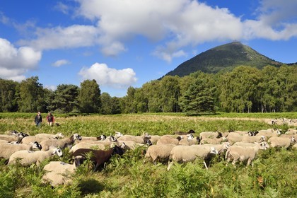 France, Puy-de-Dôme (63), Parc Naturel Régional des Volcans d'Auvergne, Chaine des Puys classée Patrimoine Mondial de l’UNESCO, la bergères Ostiane Vuillermoz et l'éleveur ovin Jean-Luc Tourreix avec son troupeau de brebis Rava au pied du volcan Puy de Dôme
