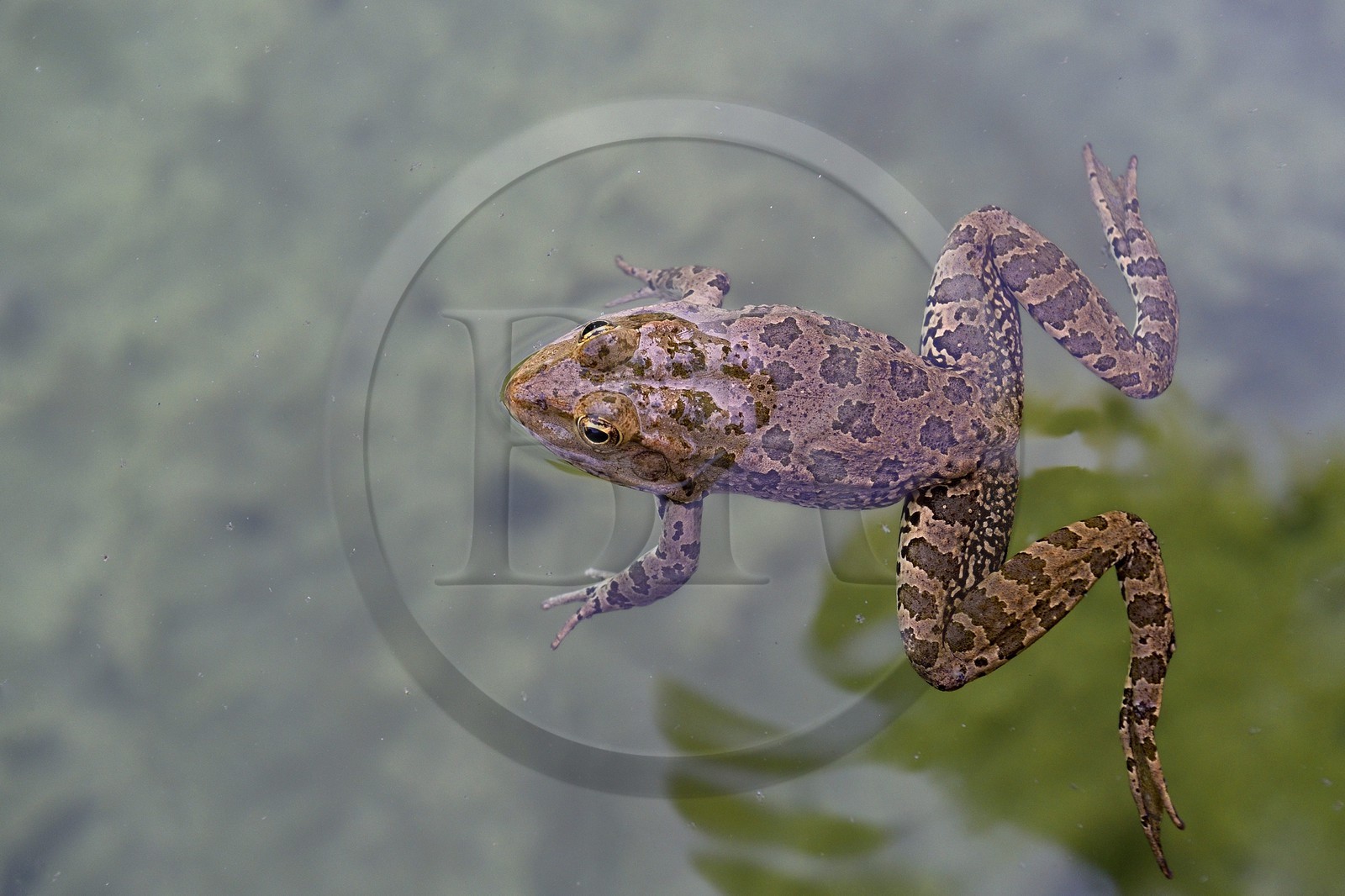 France, Alpes-Maritimes (06), Menton, Jardin Serre de la Madone, grenouille