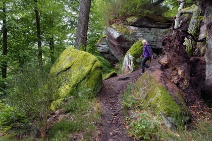 France, Bas-Rhin (67), Parc Naturel régional des Vosges du Nord, La Petite Pierre, randonneuse sur le sentier des Trois Roches au Rocher des Païens