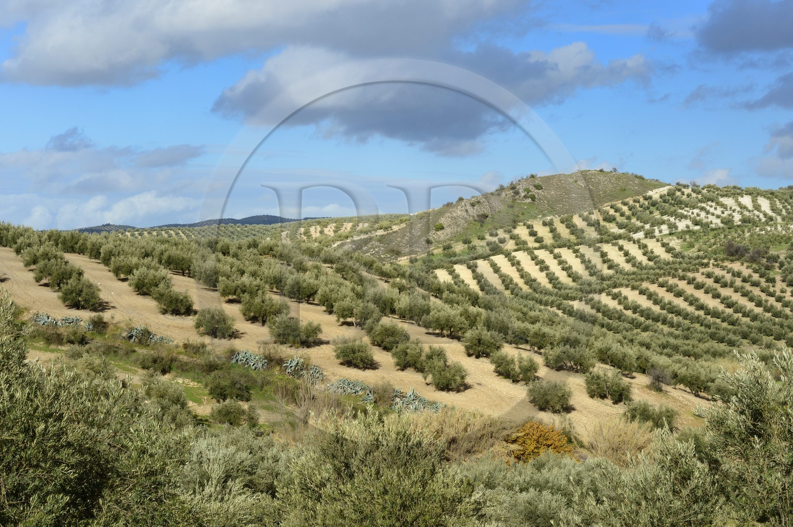 Espagne, Andalousie, province de Jaén, champs d'oliviers au sud de Martos entre Baena et Alcaudete